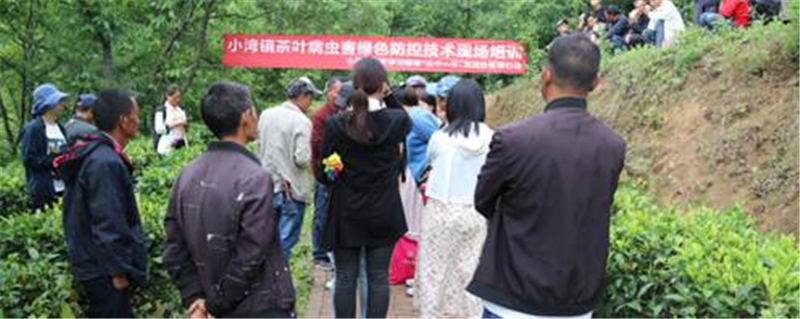 关于凤庆县小湾镇：突出“三个一千”行动 为广大茶农解决病虫害防治难题的热门消息