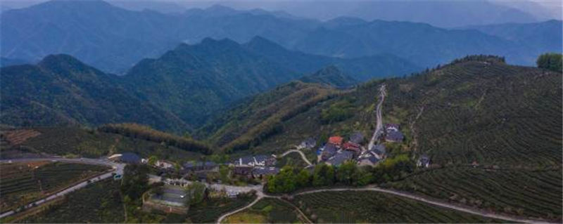 关于杭州富阳区高山云雾茶采摘季  多举措助力茶农增收的热门资讯