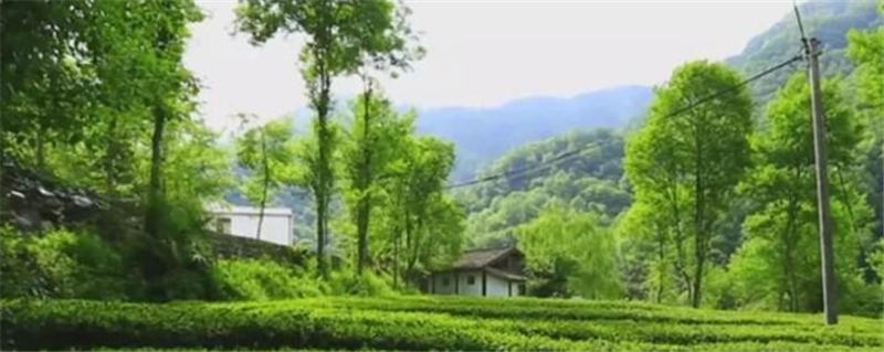 关于康县阳坝：借“茶”发力，跑出乡村振兴“加速度”的热门消息