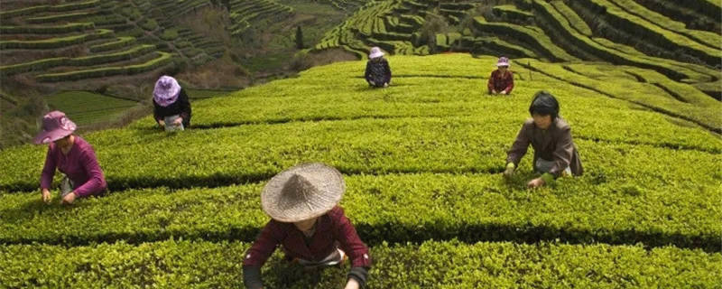 关于红动浙南看泰顺·百年故事 绿色茶园喜迎春之收获的资讯