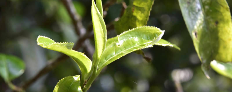 关于昌宁漭水：以茶为“业”递出绿色“名片”的热门信息