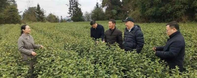 关于面对面交流 手把手传授 贵州绿茶·正安白茶加工技术培训班在正安县开班的热门消息
