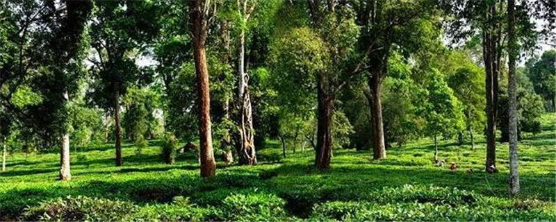 关于突出“勐海味”特色 打造“中国普洱茶第一县”金字招牌的新闻