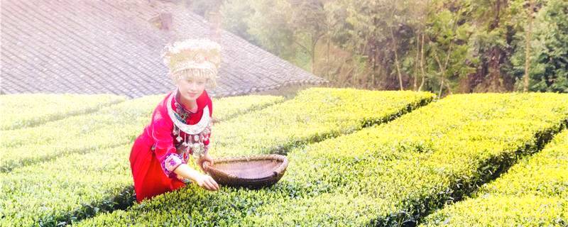 关于湖北深山有好茶 “脱贫茶”成为“振兴叶”的资讯