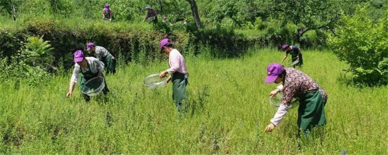 关于涞水：太行深处黄芪香 山村种出“致富茶”的热门消息