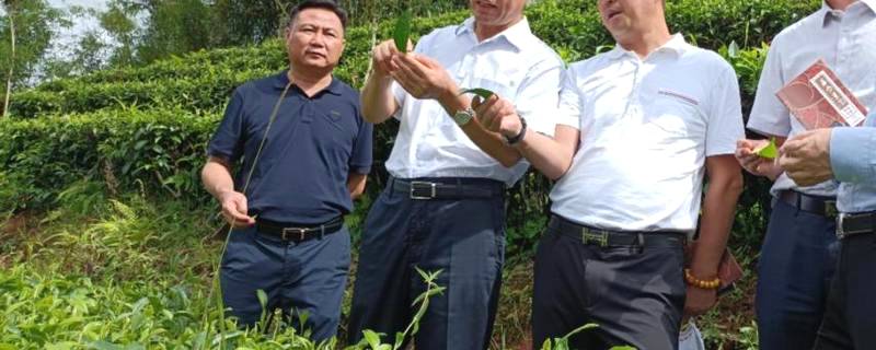 关于省人大常委会副主任李培考察西双版纳古树茶保护工作侧记的资讯