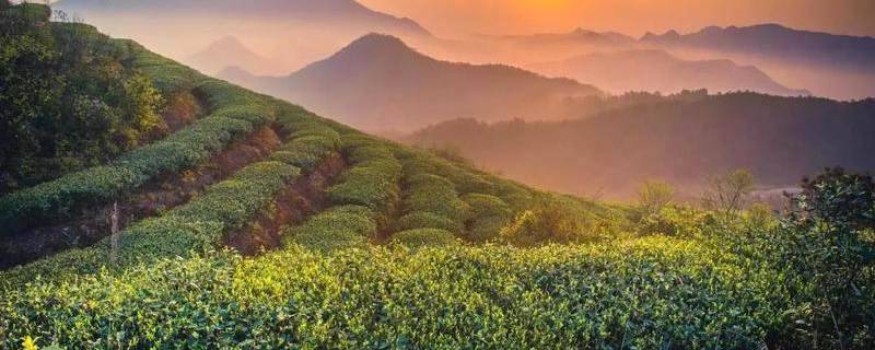 有关于有机茶有多难？来盘盘2021年有效期内的有机茶认证名录的消息