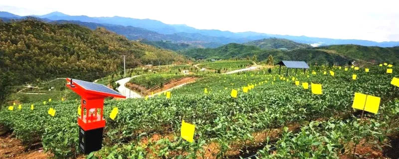 关于工业现代化带动农业智能化，福鼎茶产业集群呈规模化发展的热门资讯