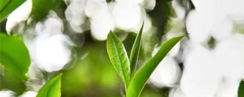 关于云南省茶叶流通协会回应“春茶乱象”问题的热门信息