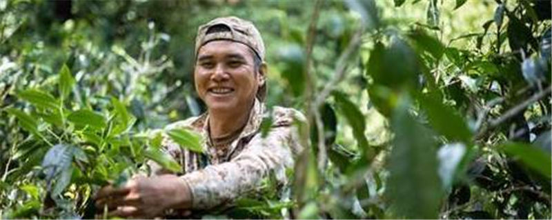 关于云南春茶逐渐上市！古树茶持续“发烧”有机茶渐行渐稳的热门消息