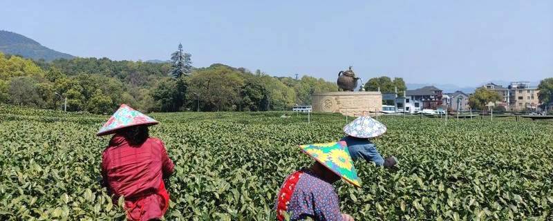 有关于从茶叶种植、收购、销售，看杭州数字化改革深入乡村的信息