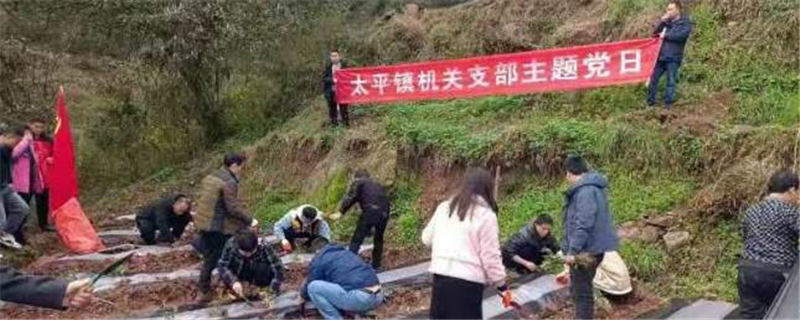 关于3月12吉首市太平镇：春光正明媚 干群种茶忙的热门资讯