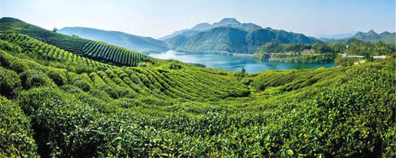 关于贵州全年茶叶总产量43.6万吨 总产值突破500亿元的资讯