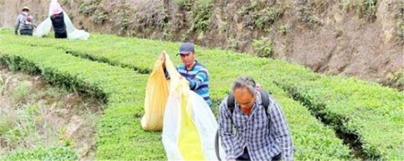 有关于揭东区玉湖镇发展特色茶产业 助推乡村振兴的消息