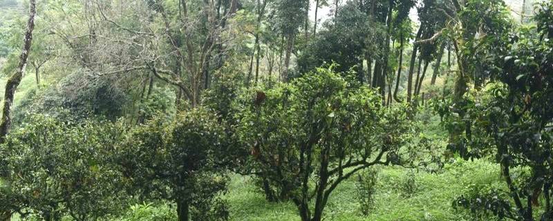 有关于一周热门：史上最严厉整顿，云南西双版纳种茶毁林整治显成效、春茶购买秘籍、柑普茶品饮关键点你知道吗？的热门资讯