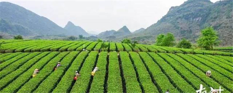 有关于春茶品“鲜”正当时，英德红茶四月初将全面开采的消息