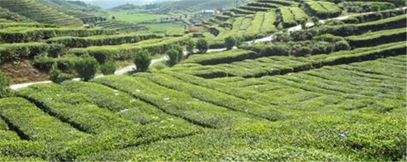 有关于学党史 办实事 科技特派员助力泰顺县茶产业发展的热门资讯