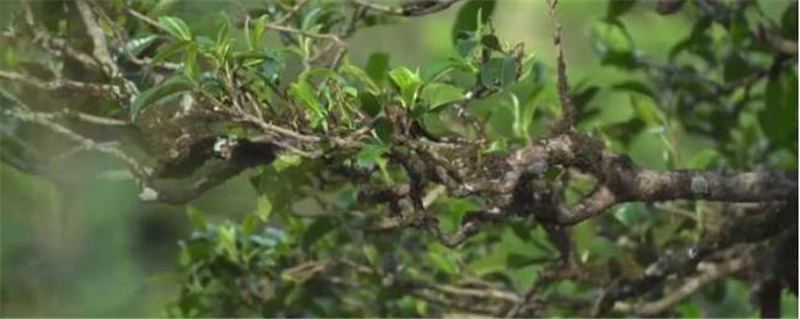 有关于冰岛：2021年春茶采摘准备就绪 茶农增收在望的资讯