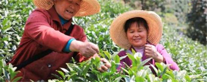 关于徽州区春茶生产稳步推进 “三茶”认证面积达5.1万亩的资讯