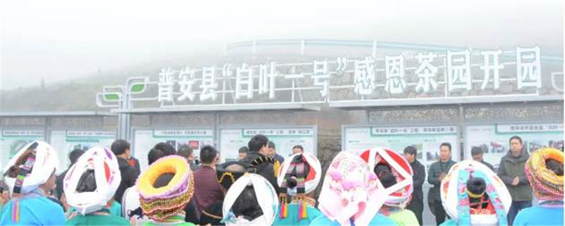 关于普安县“白叶一号” 感恩茶园开园采摘啦！的信息