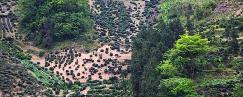 关于鹤峰古茶树群，填补湖北“万里茶道”茶树古迹空白的最新信息