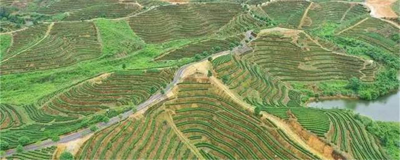 关于以茶促旅 以旅兴茶 桃江华莱茶旅一体化项目投资3.8亿元的热门资讯