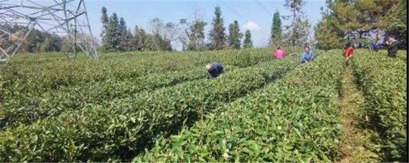 关于印江天堂镇茶园：管好“产业园”，念好“致富经”的热门信息