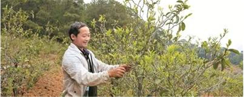 关于镇沅县按板镇发展茶产业  擦亮“老乌山”茶叶金字招牌的热门消息