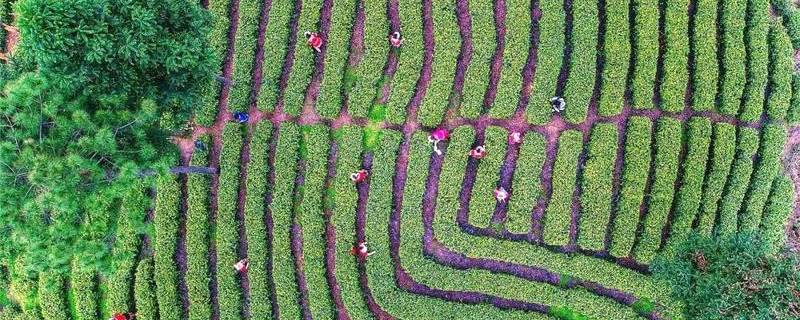 关于“5A”新晋 湘西“茶旅融合”迎来大发展机遇的热门资讯