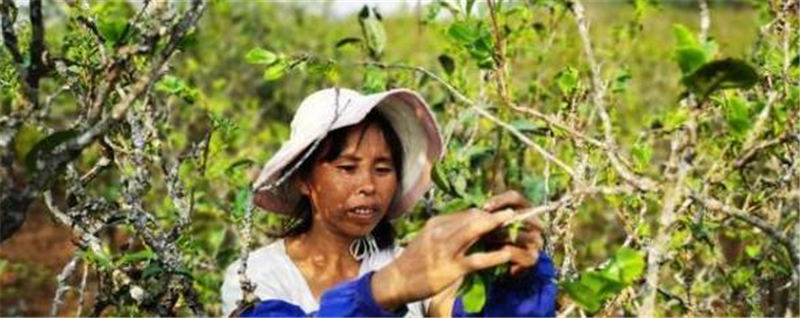 关于云南镇康勐堆尖山：千亩茶叶成为增收“主力军”的资讯