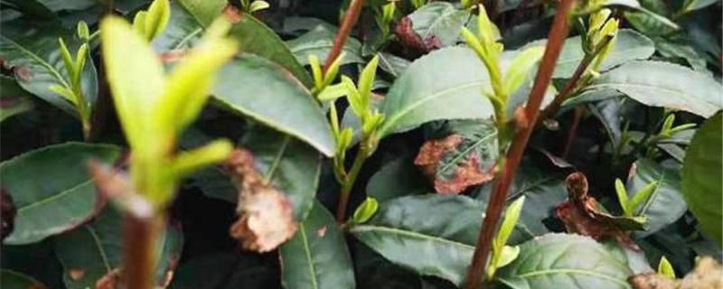 有关于两三千元的西湖龙井头茬新茶 上海老客已预订的最新资讯