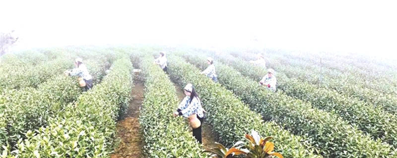 关于寺坞岭高山茶：延长产业链 一株茶树产出5种茶的最新消息