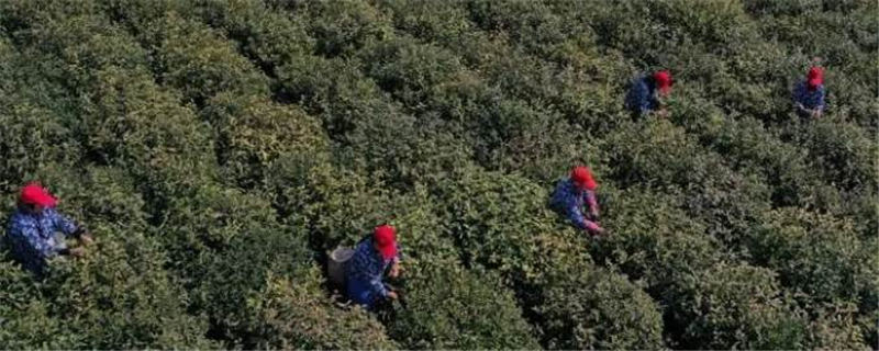 关于江苏盱眙：茶旅融合助力乡村振兴：美了生态富了口袋的最新资讯