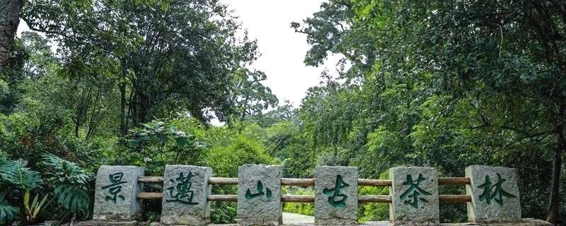 关于以红色血脉助力云南普洱景迈山古茶林申遗“百米冲刺”的热门消息