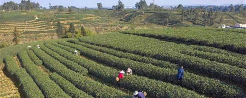 有关于四川眉山青神县：春茶销售旺 茶农采摘忙的最新信息