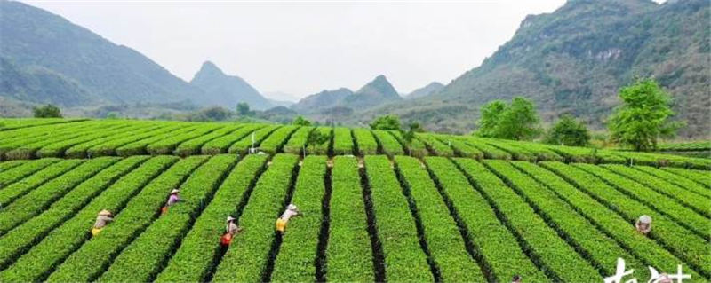 有关于4月1日即将举办英德红茶头采春茶节活动的资讯