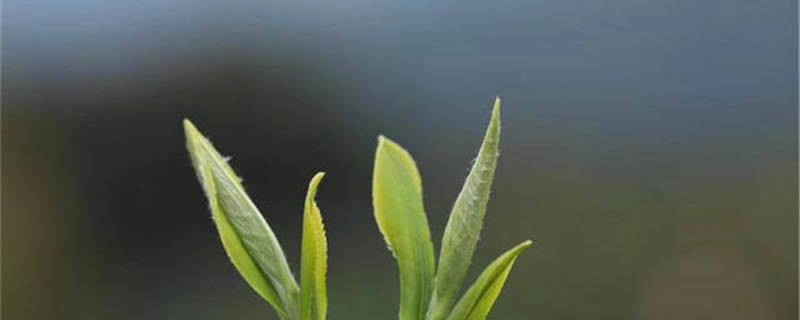 有关于湖南：“桃江竹叶”要火！ 益阳桃江着力做大做强茶产业品牌的信息