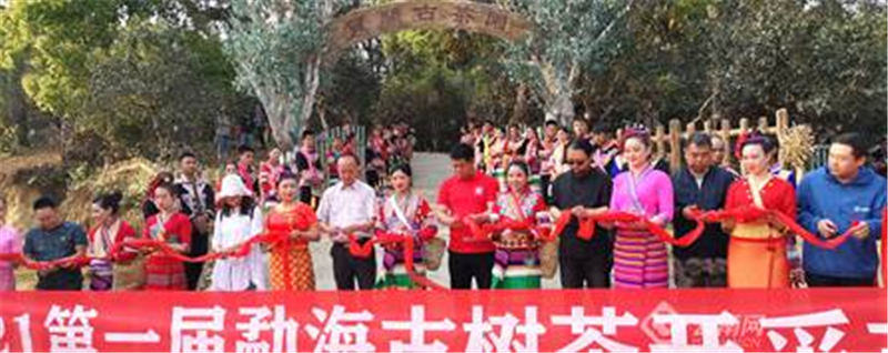 有关于2021年第一届勐海古树茶开采节系列活动之——走进勐海古茶山的资讯