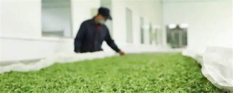 关于茶叶龙头企业的责任与担当——看“骏眉中国”如何助力脱贫攻坚与乡村振兴的热门信息