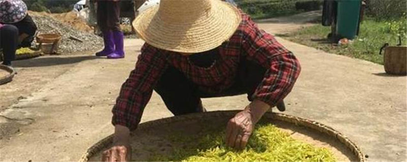 有关于武汉新洲区黄金茶种植基地 迎来了采摘季的信息