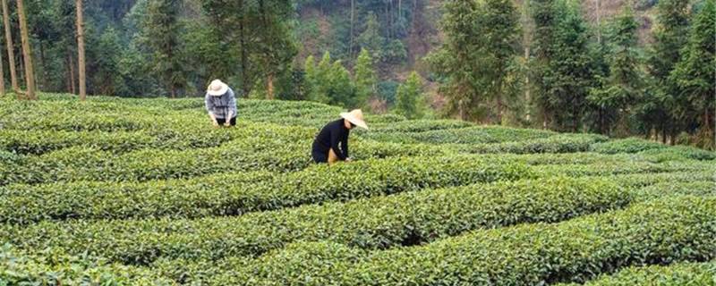 关于打造“甜城茶乡”，内江茶叶如何破题出圈？的新闻