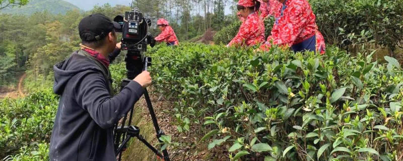 有关于中央电视台财经频道《生财有道》栏目组走进苍梧县六堡镇取景拍摄的热门消息