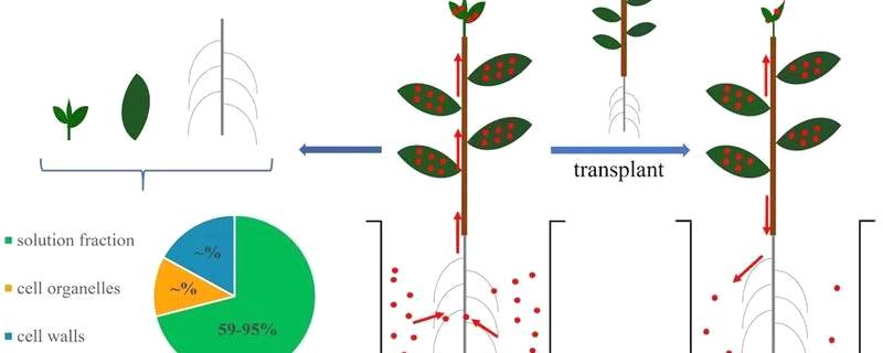 有关于高氯酸盐在茶树中的吸收累积研究取得重要进展的新闻