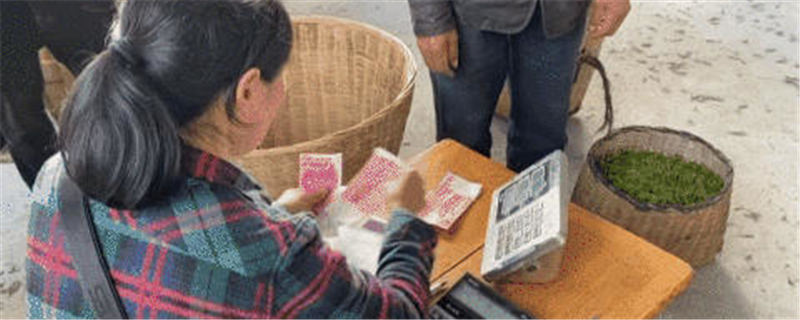 关于百丈镇解放村鲜叶市场你来我往，春茶交易忙不停的热门信息