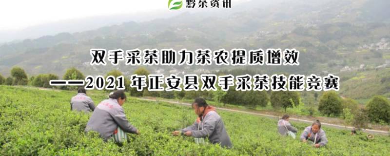 有关于2021年正安县双手采茶技能竞赛，双手采茶助力茶农提质增效的新闻