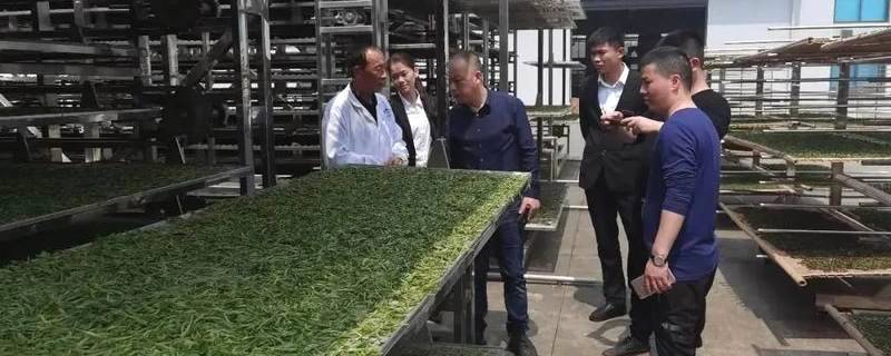 有关于福建省农技协茶叶专委会志愿下乡，科技赋能茶产业的热门信息