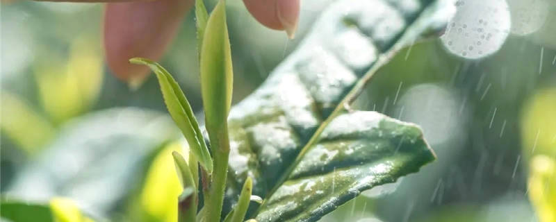 有关于“数字龙井”显威 今年买西湖龙井别忘了扫码的热门消息