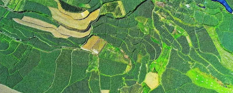 关于湄潭全国第一！贵州11地入列中国茶业百强县！的最新信息