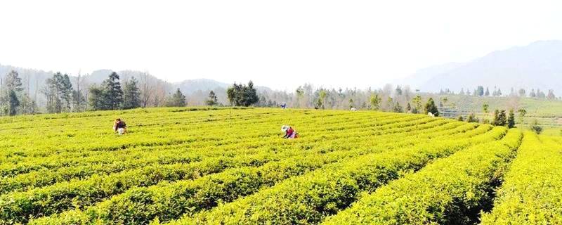 关于贵州多地春茶开采 茶农抢抓新春第一桶“金”的热门资讯