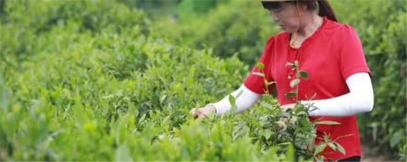 有关于第二届陕西网上茶博会走进平利：赏乡村美景 品安康富硒茶的信息